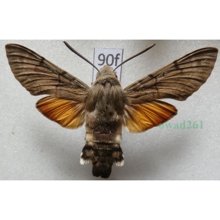 Macroglossum stellatarum (Linnaeus, 1758) Fruczak gołąbek Czech90f